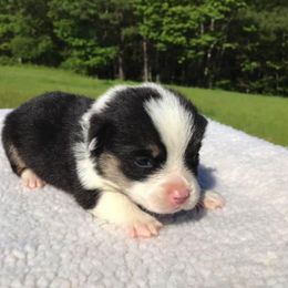 American Corgi and Pembroke Welsh Corgi Puppies from Carolina Dreams Farm Corgis