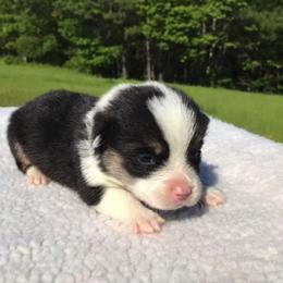 American Corgi and Pembroke Welsh Corgi Puppies from Carolina Dreams Farm Corgis