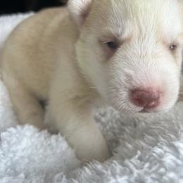 Mustadio - Sable and white male Siberian Husky puppy in Bangs, Texas from Final Siberians