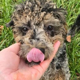 Rose - Merle female Cavapoo puppy in Lebanon, Kentucky from Mosaic Merle Doodles