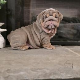 Bulldog Puppies from BangerBullz