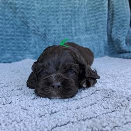 Green collar boy - Brown male Cocker Spaniel puppy in Howell, Michigan from Robbin's Treasures
