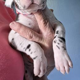 HARLEQUIN FEMALE HOT PINK COLLAR - Harlequin female Great Dane puppy in Hickman, Kentucky from Tidal Wave Danes
