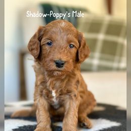 Boy 1 - Red  male Goldendoodle puppy in Glendale, Arizona from Follow Your Bliss Doodles