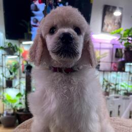Bubbles - White female Poodle puppy in Alaska from Rumor Haz It Kennels