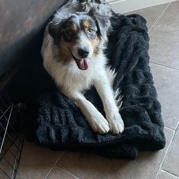 Australian Shepherds and French Bulldogs from Golden Oak Gypsy