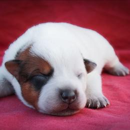 Ember - Red speckled female Australian Cattle Dog puppy in Runnels County, Texas from MC Heelers & Aussies