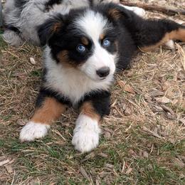 Brownie - Black tri female Miniature American Shepherd puppy in Keizer, Oregon from CG Mini Shepherds