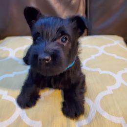 Scottish Terrier Puppies from Hyland Lake Scotties