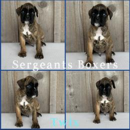Twix - Brindle male Boxer puppy in Madisonville, Texas from Sergeant's Boxers