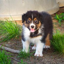 Michelob - Black tri-color male Australian Shepherd puppy in Cape Girardeau, Missouri from Promise Keeper Kennel
