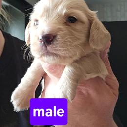 2 - Cream male Dachshund puppy in Lansing, Michigan from Black Thunder 517 Dachshunds and frenchies