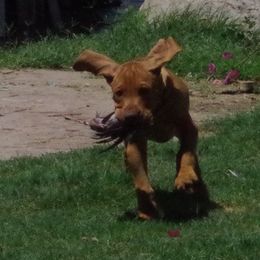 Vizsla Puppies from Tappancs Vizslas