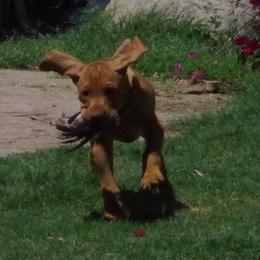 Vizsla Puppies from Tappancs Vizslas