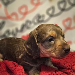 Charlie - Chocolate and tan male Dachshund puppy in Bergen, New York from T. Rex Doxies & Friends