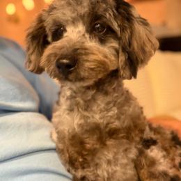 Rebel Wilson - Blue merle female Aussiedoodle puppy in Payson, Utah from Country Sky Doodles