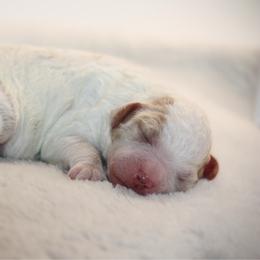 Jess - White male Bernedoodle puppy in Longview, Texas from Furry Tail Doodles