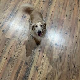 Wyatt Dean - Cream male Dachshund puppy in Dike, Texas from Texas Blessed Dachshunds