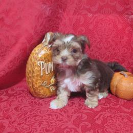 Yorkshire Terrier Puppies from Grandma's Yorkie Cottage