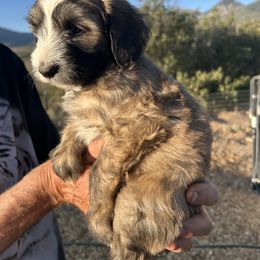 Whoodle puppies from Saddle Mountain Doodles