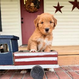 Shrek - Red  male Goldendoodle puppy in Rose Hill, North Carolina from Red Door Canines