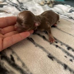 Chikita - Chocolate and tan female Chihuahua puppy in Breese, Illinois from Casey's Chihuahuas