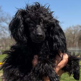 Girl 2 - Black female Poodle puppy in Chattanooga, Tennessee from Joy-Fur Puppies