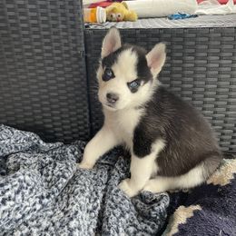 Siberian Husky Puppies from Stan the Man Huskies