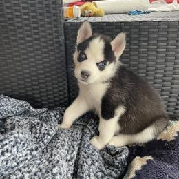 Siberian Husky Puppies from Stan the Man Huskies