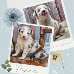 Piper - Red merle female Australian Shepherd puppy in Artois, California from Aloe Aussies