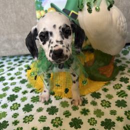 Big Rob - White and black male Dalmatian puppy in Fort Cavasos, Texas from Mainstreet Dalmation