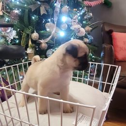 Pugs from GEORGIA.PUGS
