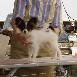 Papillon Puppies from Clearlake Papillons