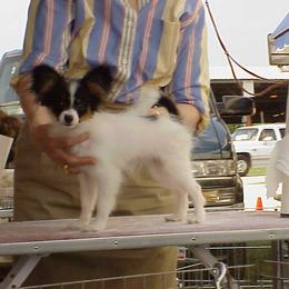 Papillon Puppies from Clearlake Papillons