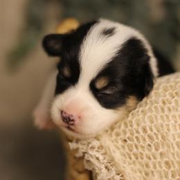 Vincent (Vince) - Black and tan male Pembroke Welsh Corgi puppy in Benton, Arkansas from High Cotton Corgis