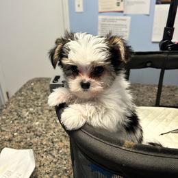 Boy 1 - Black & tan tri-color male Morkie puppy in Ocala, Florida from Hummingbird Fields