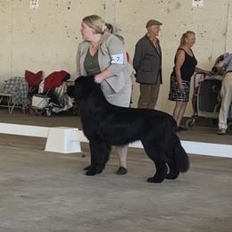 Emmett - Newfoundland