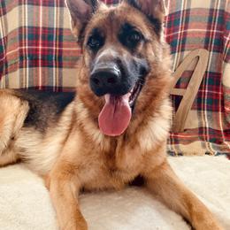 German Shepherd All Grown Up from Angel Oak German Shepherds