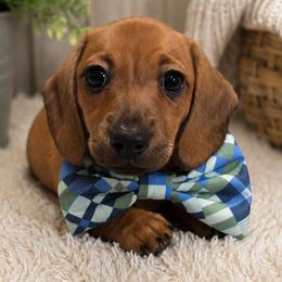 Pooh 2200 - Red male Dachshund puppy in Leesburg, Florida from Mini Doxie Mischief Makers