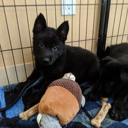 German Shepherd Puppies from Valley Shepherds LLC