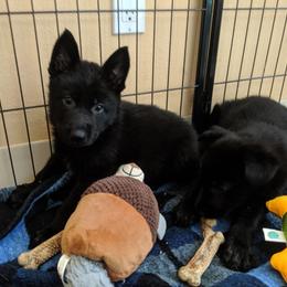 German Shepherd Puppies from Valley Shepherds LLC