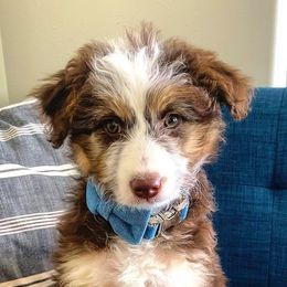 Aussiedoodles, Australian Shepherds, and Miniature Australian Shepherds from Happy Haven Puppies