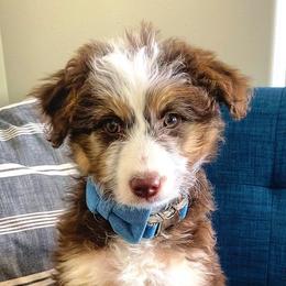 Aussiedoodles, Australian Shepherds, and Miniature Australian Shepherds from Happy Haven Puppies