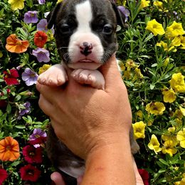 Desiree - Brown brindle female American Staffordshire Terrier puppy in Clintwood, Virginia from SkyBlue Kennel