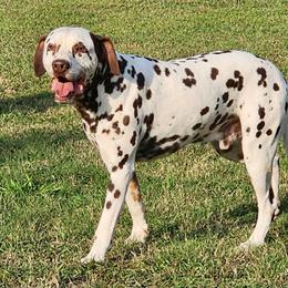 Dalmatian puppies from Missouri Dalmatians