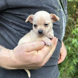 Boy 4 - male Chihuahua puppy in East Camden, Arkansas from RoyAl