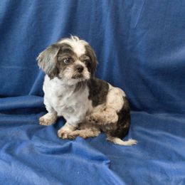Nicholas - Shih Tzu