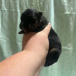 Black red male - Black and red male German Shepherd puppy in Salem, South Carolina from Von Maqqedah Haus German Shepherds