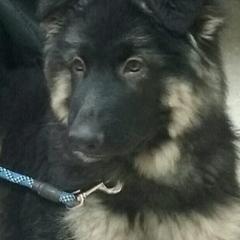 German Shepherd Puppies from Twisted D's Dog and Pony Show