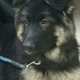 German Shepherd Puppies from Twisted D's Dog and Pony Show